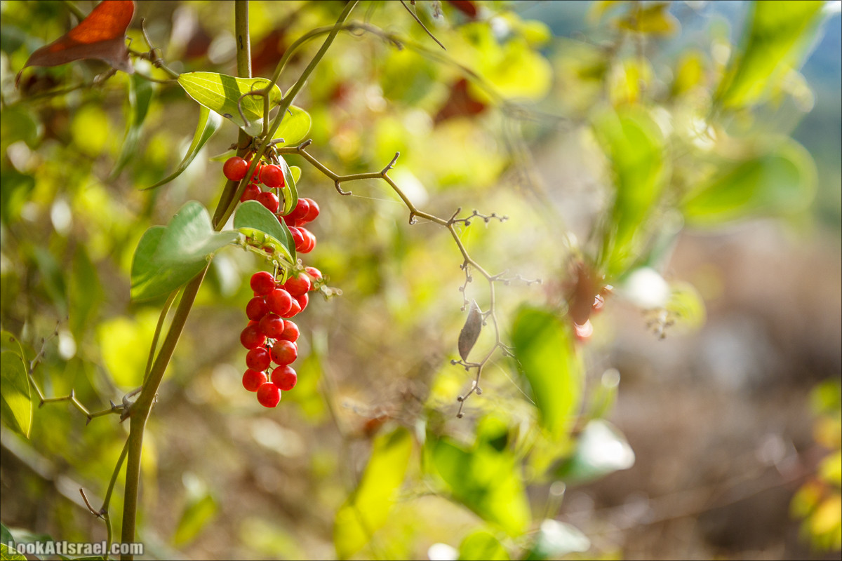 Нахаль Вади Катлав, Дир а-Шейх, Бар Гиора и Хирбет Тура | LookAtIsrael.com - Фото путешествия по Израилю