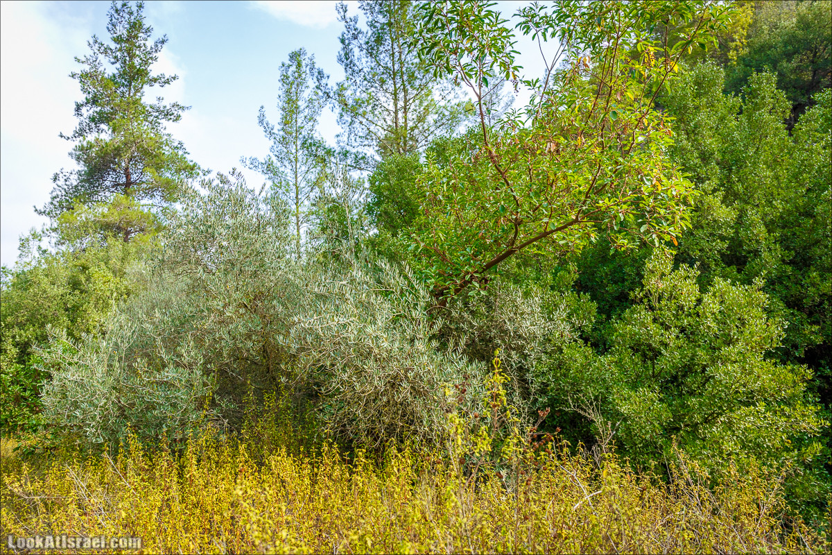 Нахаль Вади Катлав, Дир а-Шейх, Бар Гиора и Хирбет Тура | LookAtIsrael.com - Фото путешествия по Израилю
