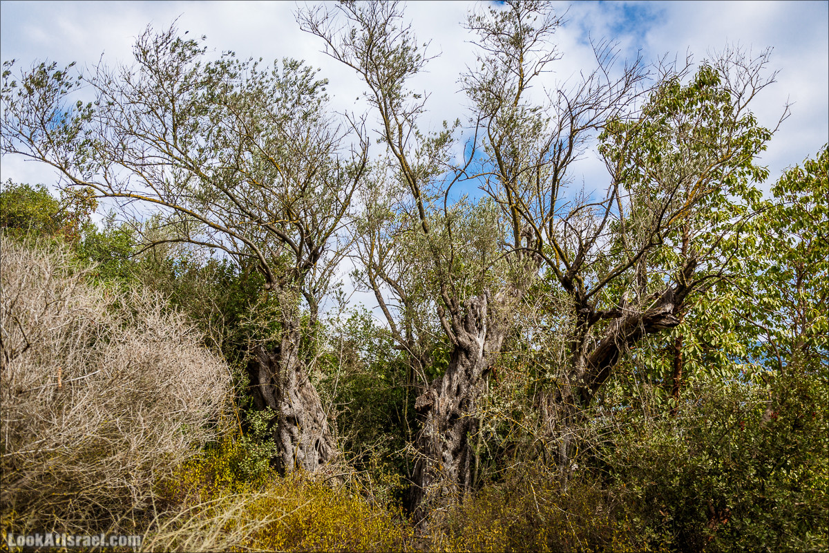 Нахаль Вади Катлав, Дир а-Шейх, Бар Гиора и Хирбет Тура | LookAtIsrael.com - Фото путешествия по Израилю