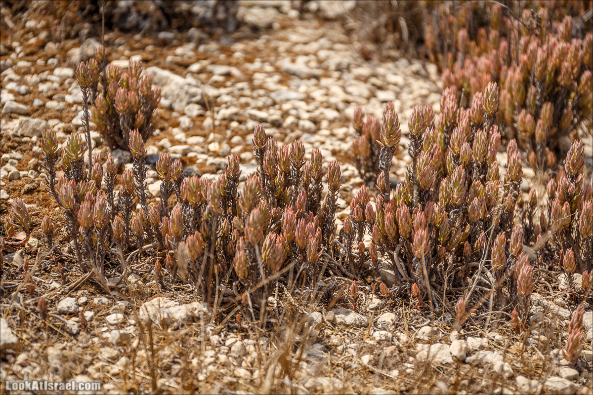 Нахаль Вади Катлав, Дир а-Шейх, Бар Гиора и Хирбет Тура | LookAtIsrael.com - Фото путешествия по Израилю
