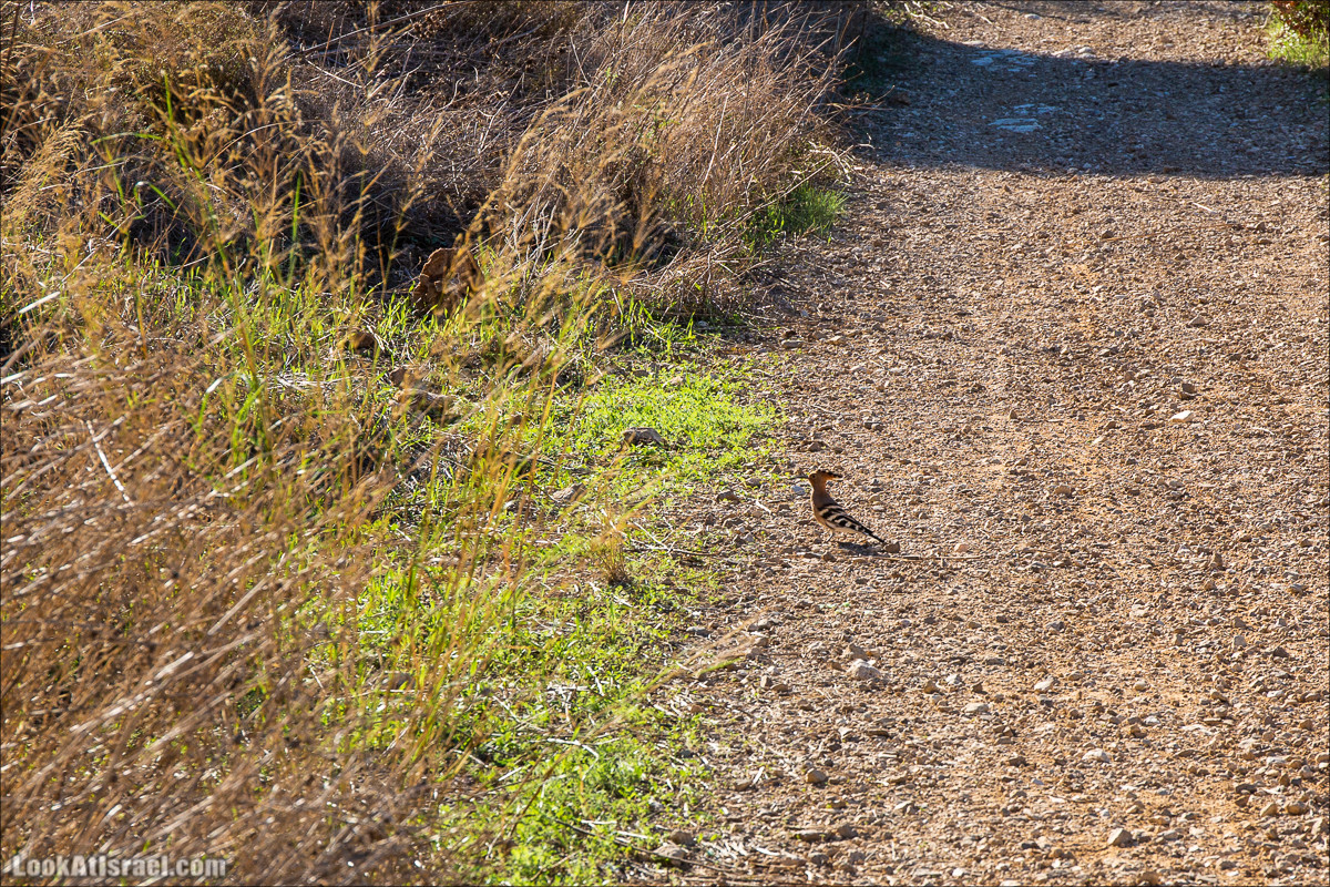 Пещера древнего человека в заповедника Нахаль Меарот и красивый маршрут по горе Кармель | LookAtIsrael.com - Фото путешествия по Израилю