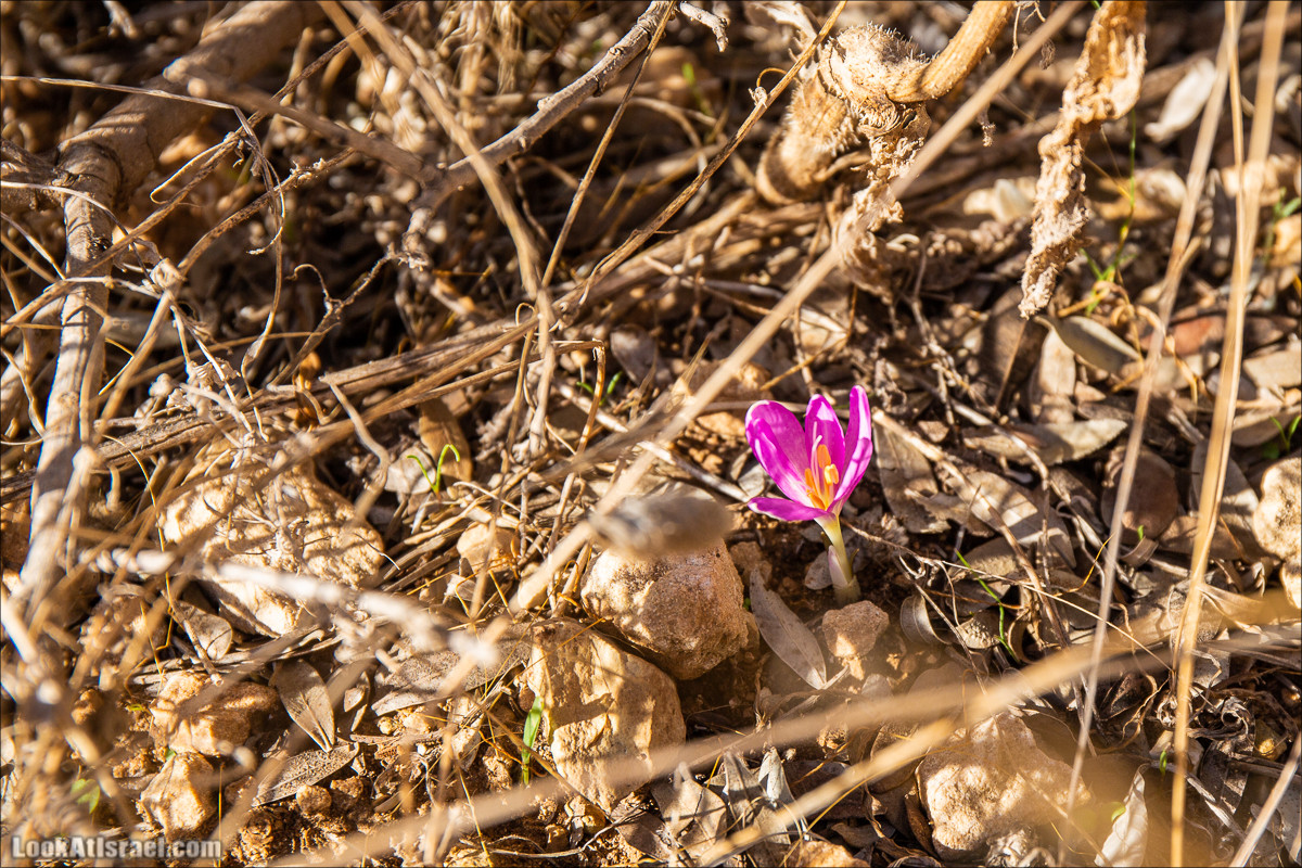 Пещера древнего человека в заповедника Нахаль Меарот и красивый маршрут по горе Кармель | LookAtIsrael.com - Фото путешествия по Израилю