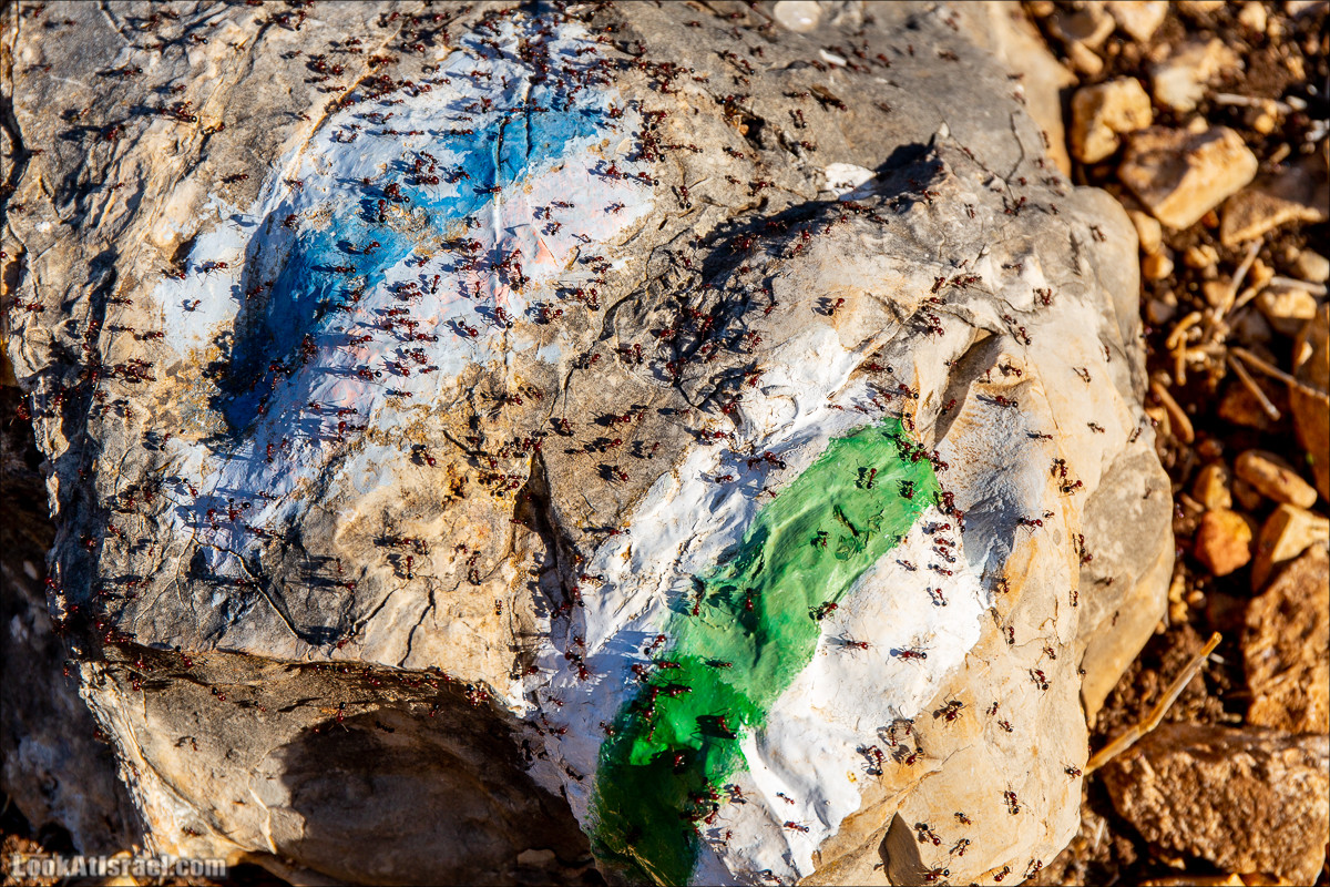 Пещера древнего человека в заповедника Нахаль Меарот и красивый маршрут по горе Кармель | LookAtIsrael.com - Фото путешествия по Израилю