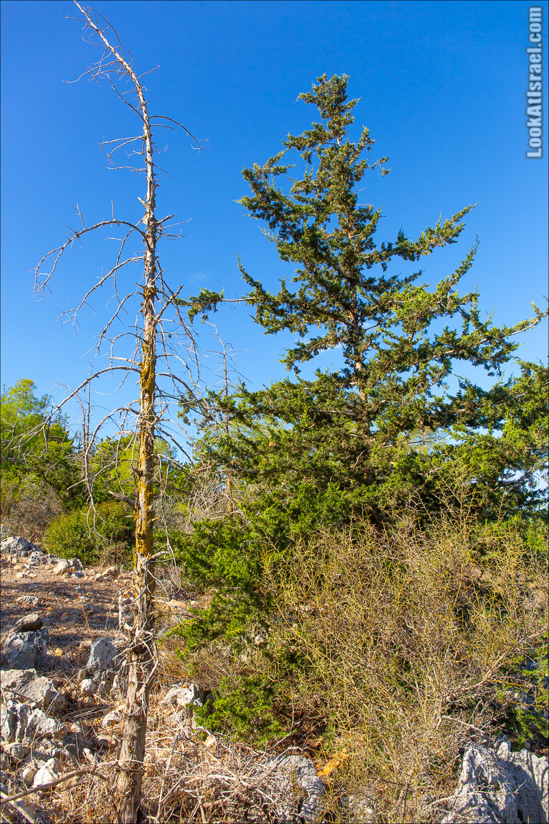Пещера древнего человека в заповедника Нахаль Меарот и красивый маршрут по горе Кармель | LookAtIsrael.com - Фото путешествия по Израилю