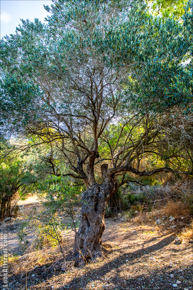 Пещера древнего человека в заповедника Нахаль Меарот и красивый маршрут по горе Кармель | LookAtIsrael.com - Фото путешествия по Израилю