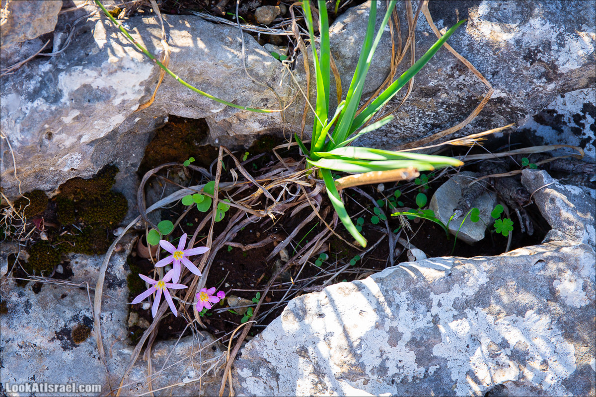 Пещера древнего человека в заповедника Нахаль Меарот и красивый маршрут по горе Кармель | LookAtIsrael.com - Фото путешествия по Израилю