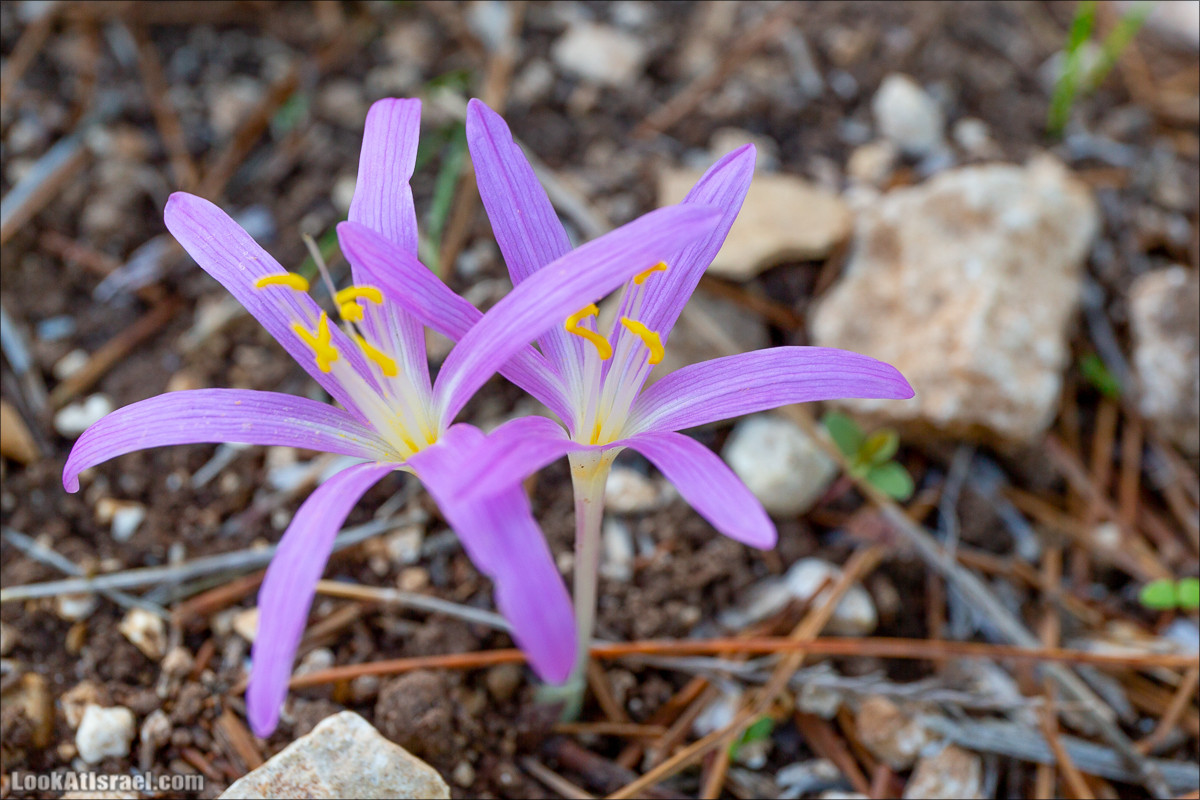 Пещера древнего человека в заповедника Нахаль Меарот и красивый маршрут по горе Кармель | LookAtIsrael.com - Фото путешествия по Израилю