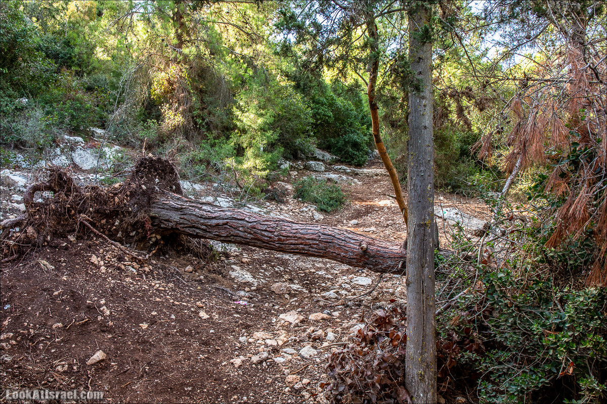 Пещера древнего человека в заповедника Нахаль Меарот и красивый маршрут по горе Кармель | LookAtIsrael.com - Фото путешествия по Израилю