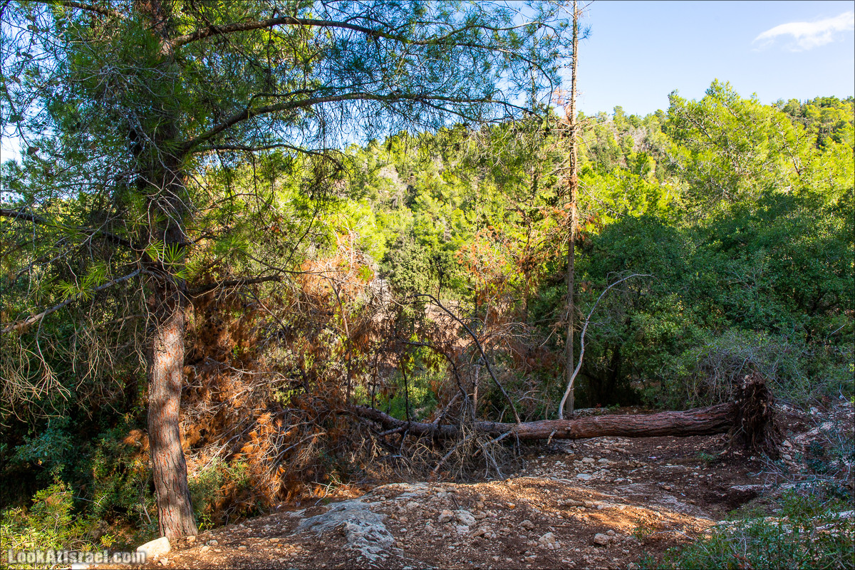 Пещера древнего человека в заповедника Нахаль Меарот и красивый маршрут по горе Кармель | LookAtIsrael.com - Фото путешествия по Израилю
