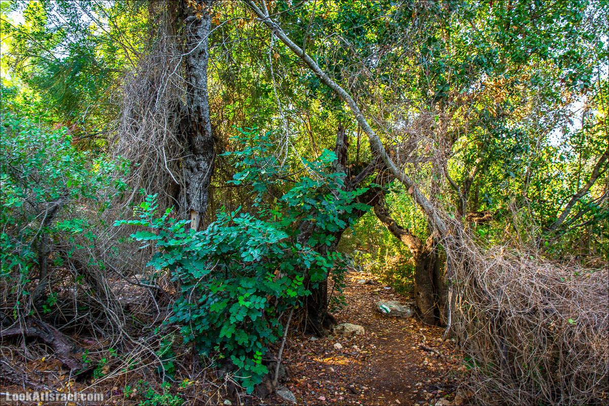 Пещера древнего человека в заповедника Нахаль Меарот и красивый маршрут по горе Кармель | LookAtIsrael.com - Фото путешествия по Израилю
