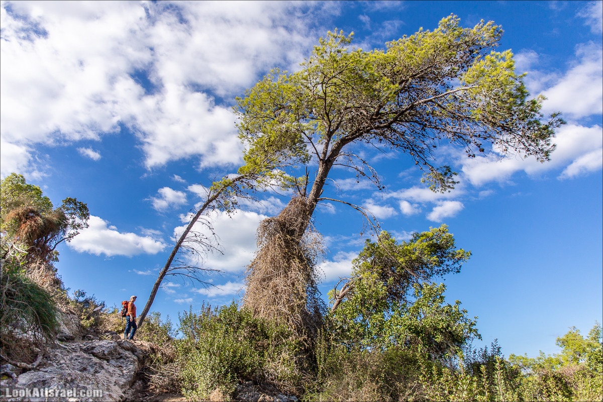 Пещера древнего человека в заповедника Нахаль Меарот и красивый маршрут по горе Кармель | LookAtIsrael.com - Фото путешествия по Израилю
