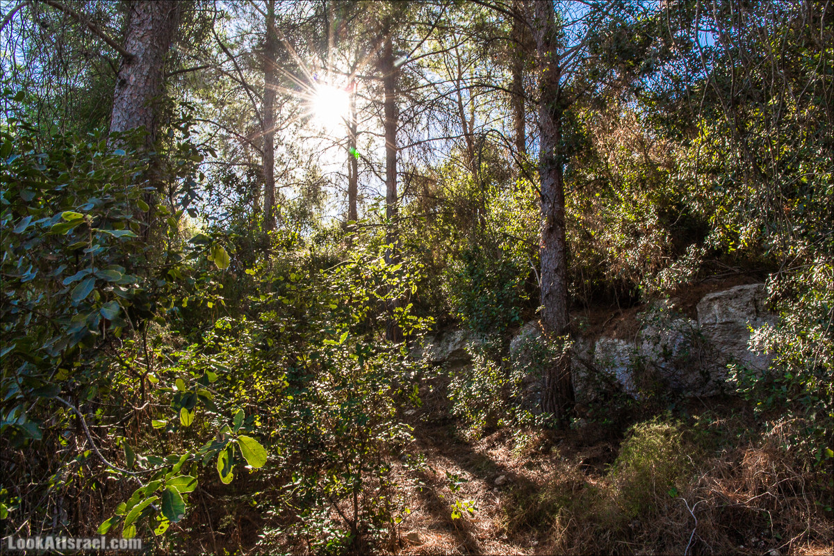 Пещера древнего человека в заповедника Нахаль Меарот и красивый маршрут по горе Кармель | LookAtIsrael.com - Фото путешествия по Израилю