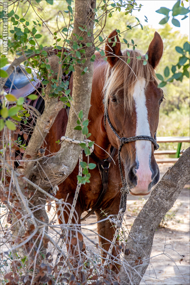 Пещера древнего человека в заповедника Нахаль Меарот и красивый маршрут по горе Кармель | LookAtIsrael.com - Фото путешествия по Израилю
