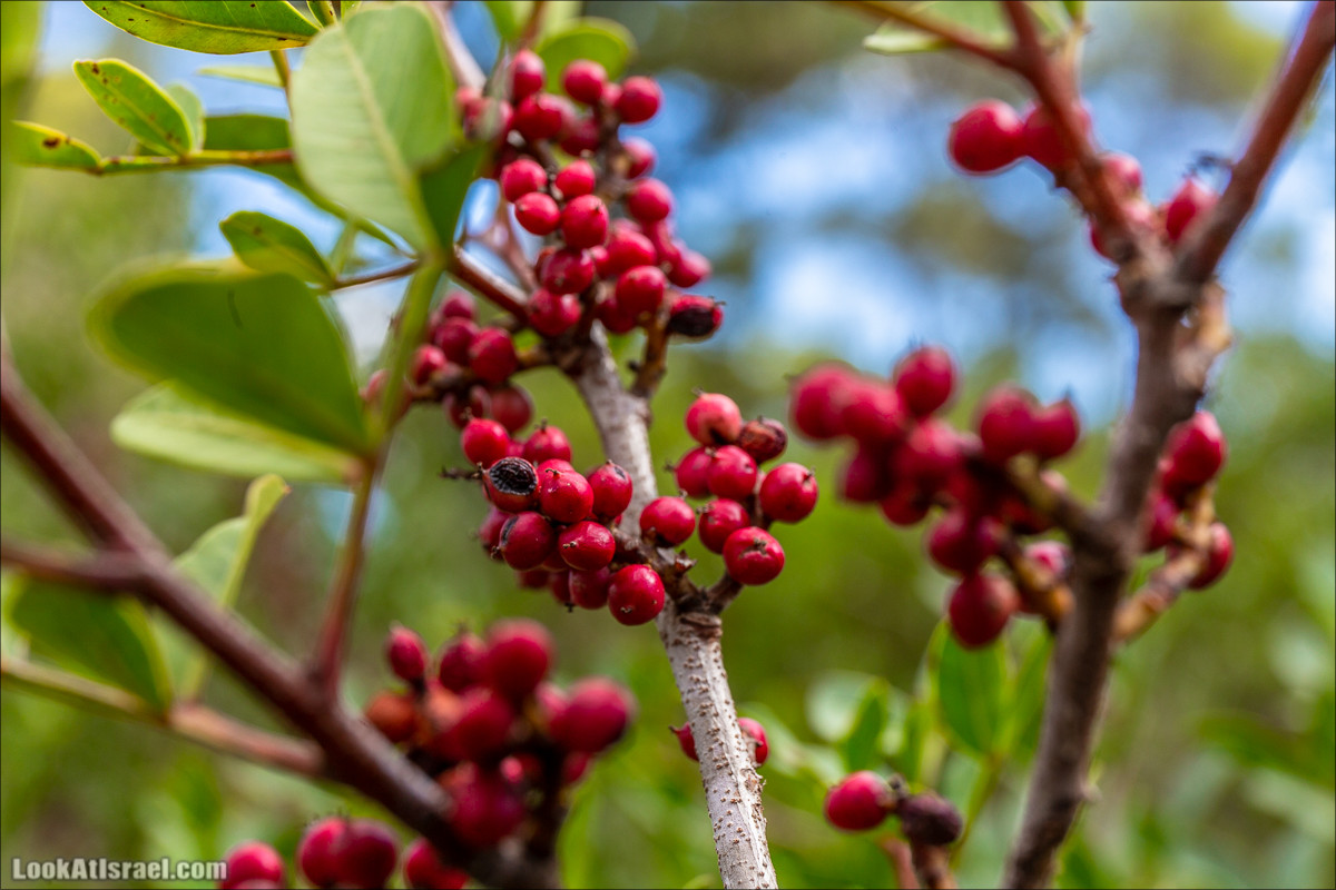 Пещера древнего человека в заповедника Нахаль Меарот и красивый маршрут по горе Кармель | LookAtIsrael.com - Фото путешествия по Израилю