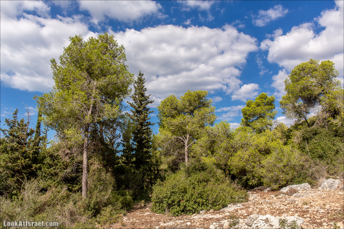 Пещера древнего человека в заповедника Нахаль Меарот и красивый маршрут по горе Кармель | LookAtIsrael.com - Фото путешествия по Израилю