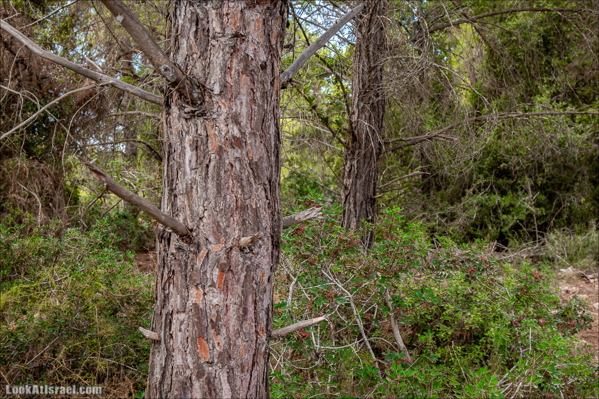 Пещера древнего человека в заповедника Нахаль Меарот и красивый маршрут по горе Кармель | LookAtIsrael.com - Фото путешествия по Израилю