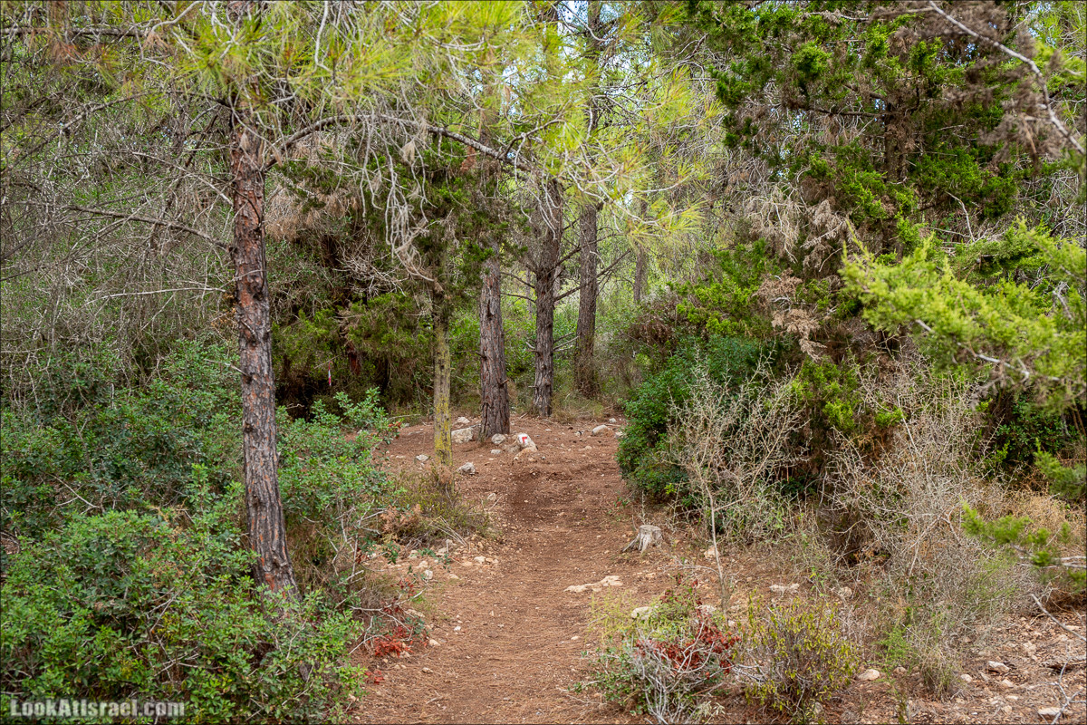 Пещера древнего человека в заповедника Нахаль Меарот и красивый маршрут по горе Кармель | LookAtIsrael.com - Фото путешествия по Израилю