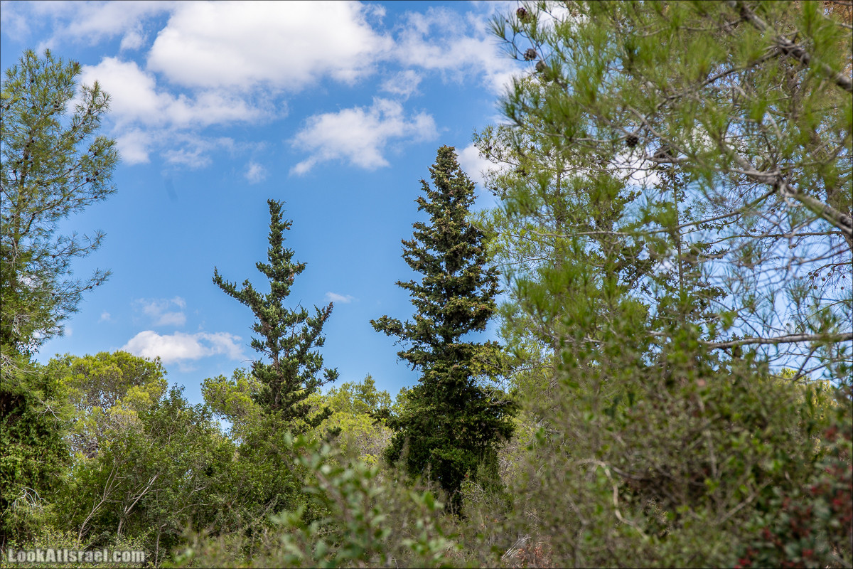Пещера древнего человека в заповедника Нахаль Меарот и красивый маршрут по горе Кармель | LookAtIsrael.com - Фото путешествия по Израилю