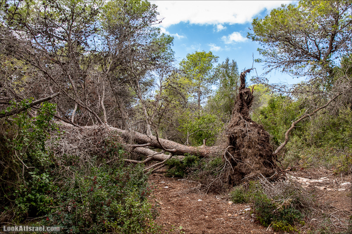 Пещера древнего человека в заповедника Нахаль Меарот и красивый маршрут по горе Кармель | LookAtIsrael.com - Фото путешествия по Израилю