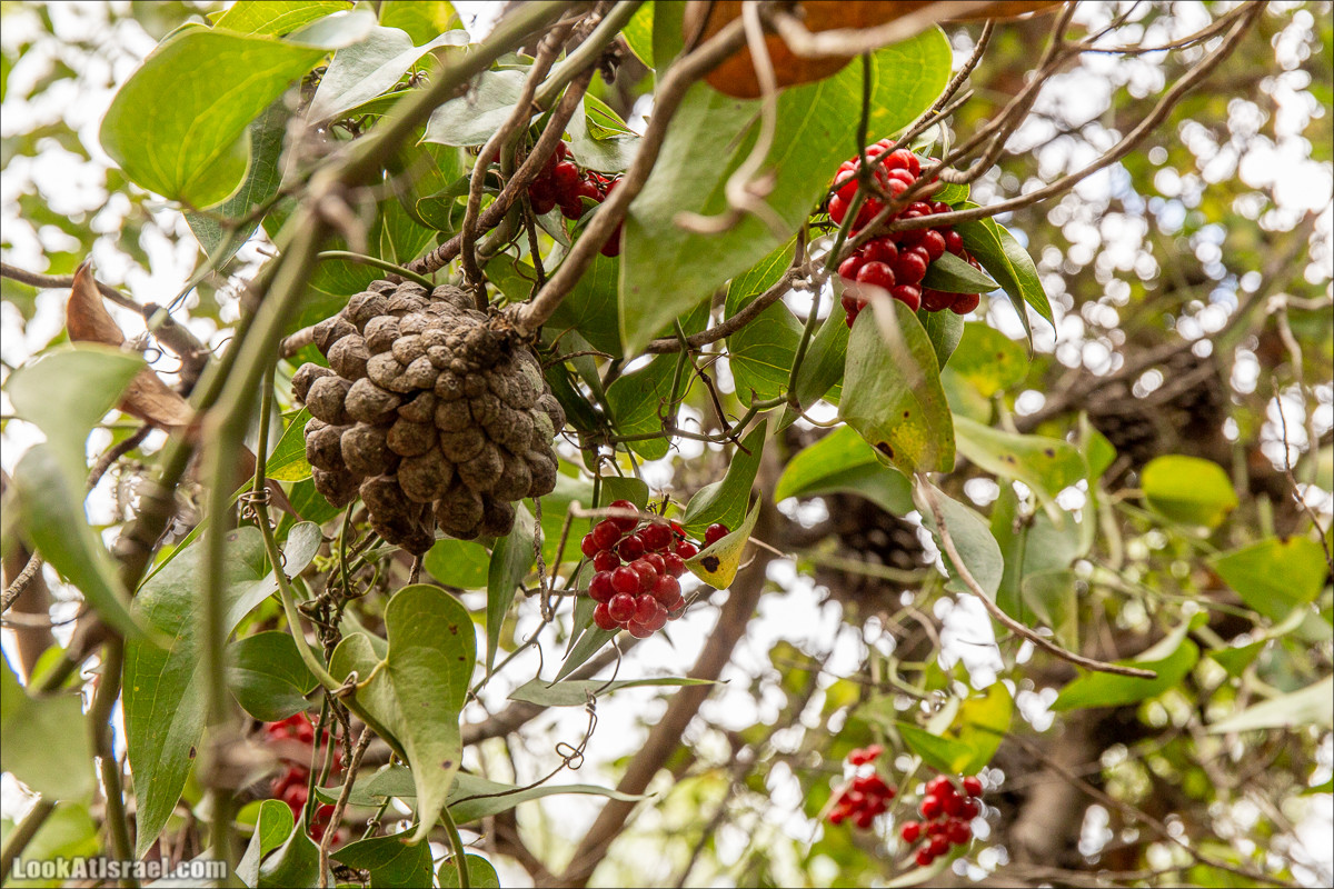Пещера древнего человека в заповедника Нахаль Меарот и красивый маршрут по горе Кармель | LookAtIsrael.com - Фото путешествия по Израилю