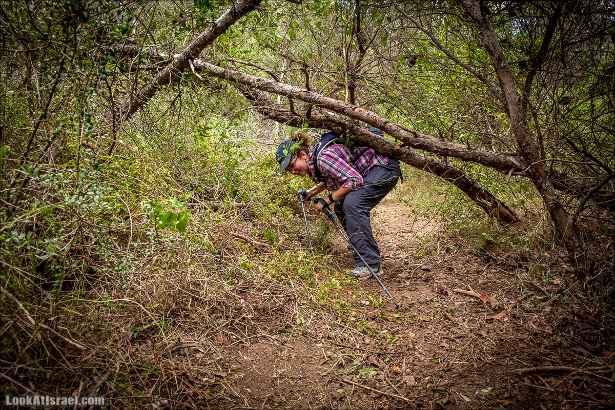 Пещера древнего человека в заповедника Нахаль Меарот и красивый маршрут по горе Кармель | LookAtIsrael.com - Фото путешествия по Израилю