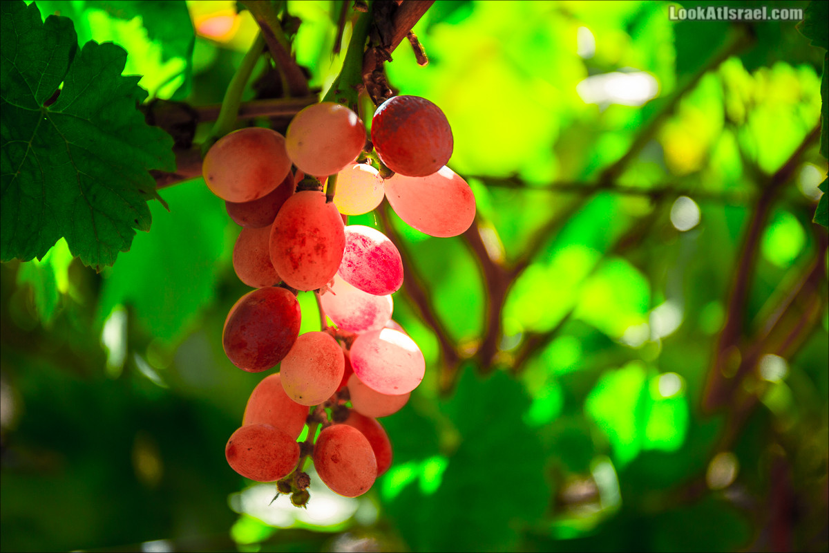 А для сбора винограда в иврите есть отдельное слово