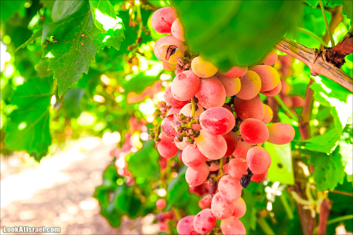 Самостоятельный сбор винограда в поселке Лахиш | LookAtIsrael.com - Фото путешествия по Израилю