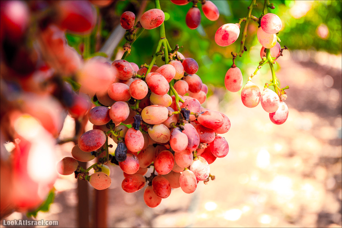 Самостоятельный сбор винограда в поселке Лахиш | LookAtIsrael.com - Фото путешествия по Израилю