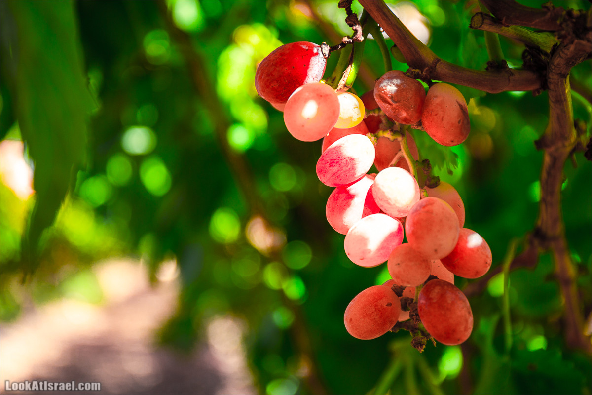 Самостоятельный сбор винограда в поселке Лахиш | LookAtIsrael.com - Фото путешествия по Израилю