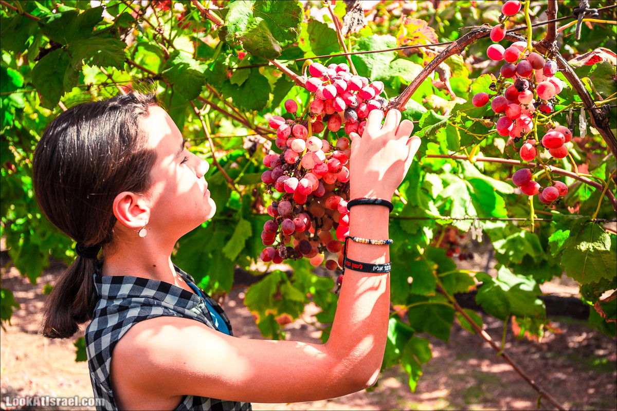 Самостоятельный сбор винограда в поселке Лахиш | LookAtIsrael.com - Фото путешествия по Израилю