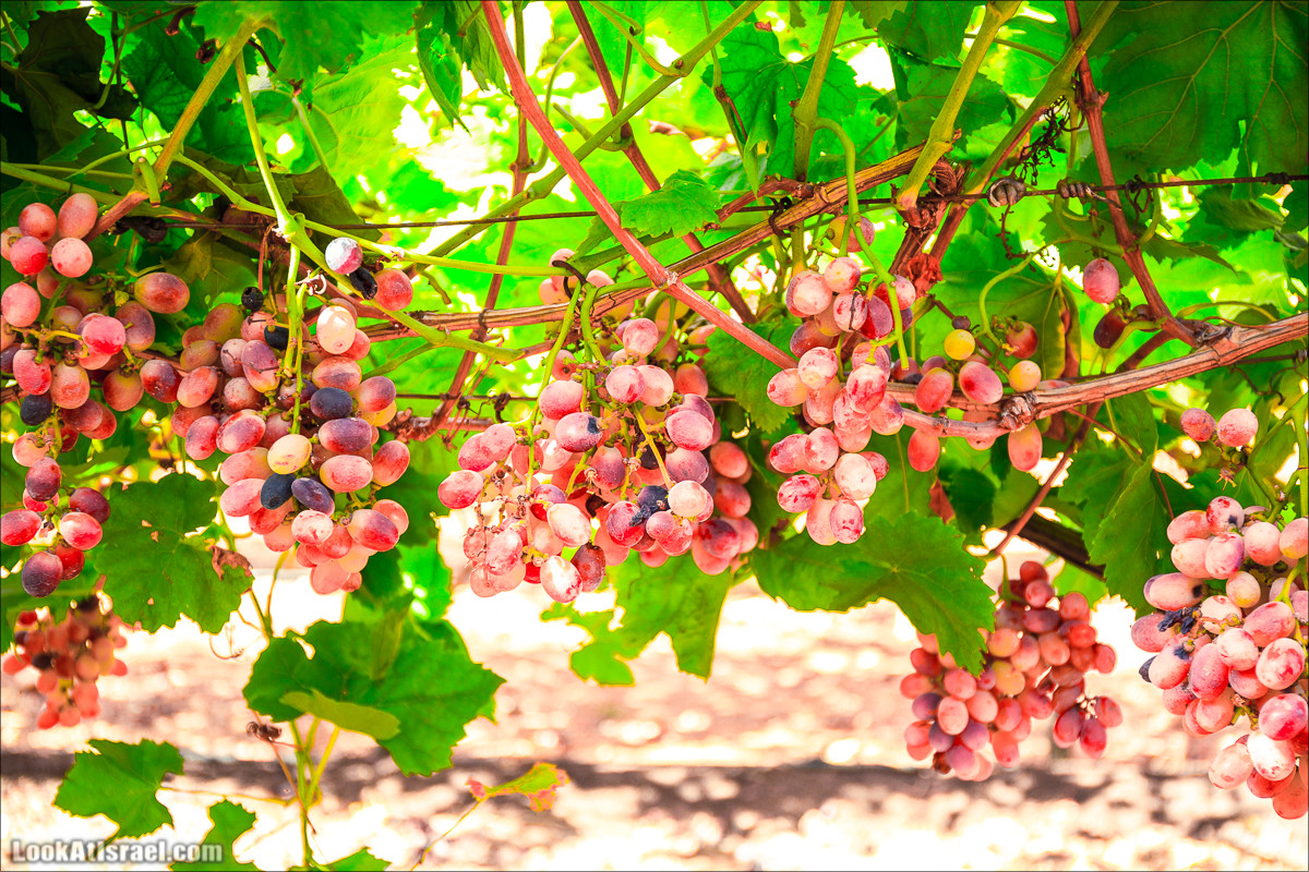 Самостоятельный сбор винограда в поселке Лахиш | LookAtIsrael.com - Фото путешествия по Израилю