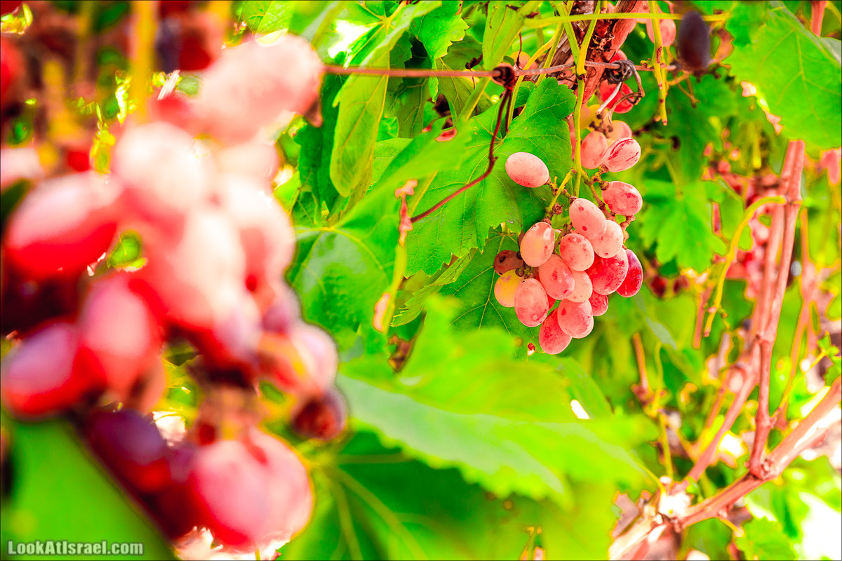 Самостоятельный сбор винограда в поселке Лахиш | LookAtIsrael.com - Фото путешествия по Израилю