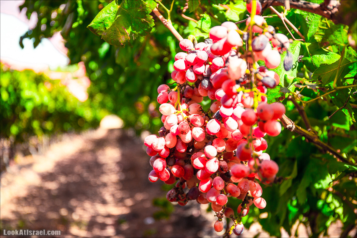 Самостоятельный сбор винограда в поселке Лахиш | LookAtIsrael.com - Фото путешествия по Израилю