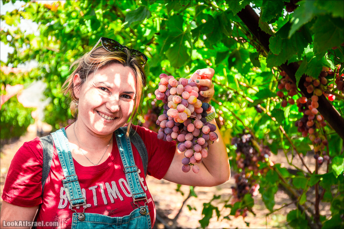 Самостоятельный сбор винограда в поселке Лахиш | LookAtIsrael.com - Фото путешествия по Израилю