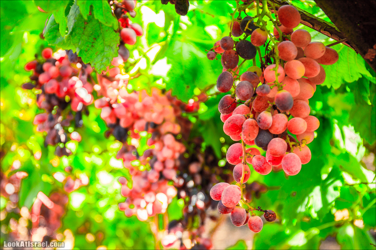 Самостоятельный сбор винограда в поселке Лахиш | LookAtIsrael.com - Фото путешествия по Израилю