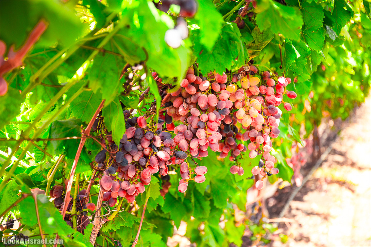 Самостоятельный сбор винограда в поселке Лахиш | LookAtIsrael.com - Фото путешествия по Израилю