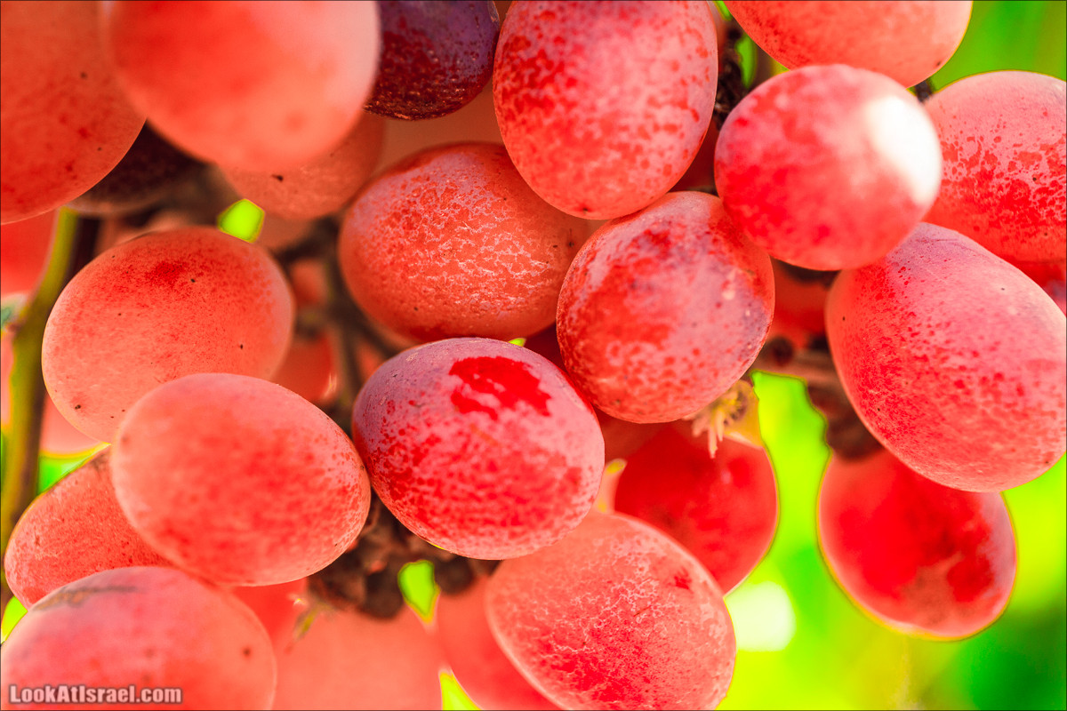 Самостоятельный сбор винограда в поселке Лахиш | LookAtIsrael.com - Фото путешествия по Израилю