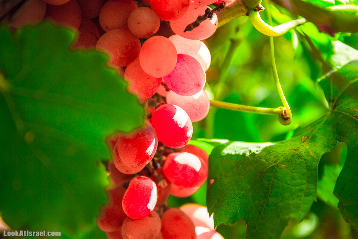 Самостоятельный сбор винограда в поселке Лахиш | LookAtIsrael.com - Фото путешествия по Израилю