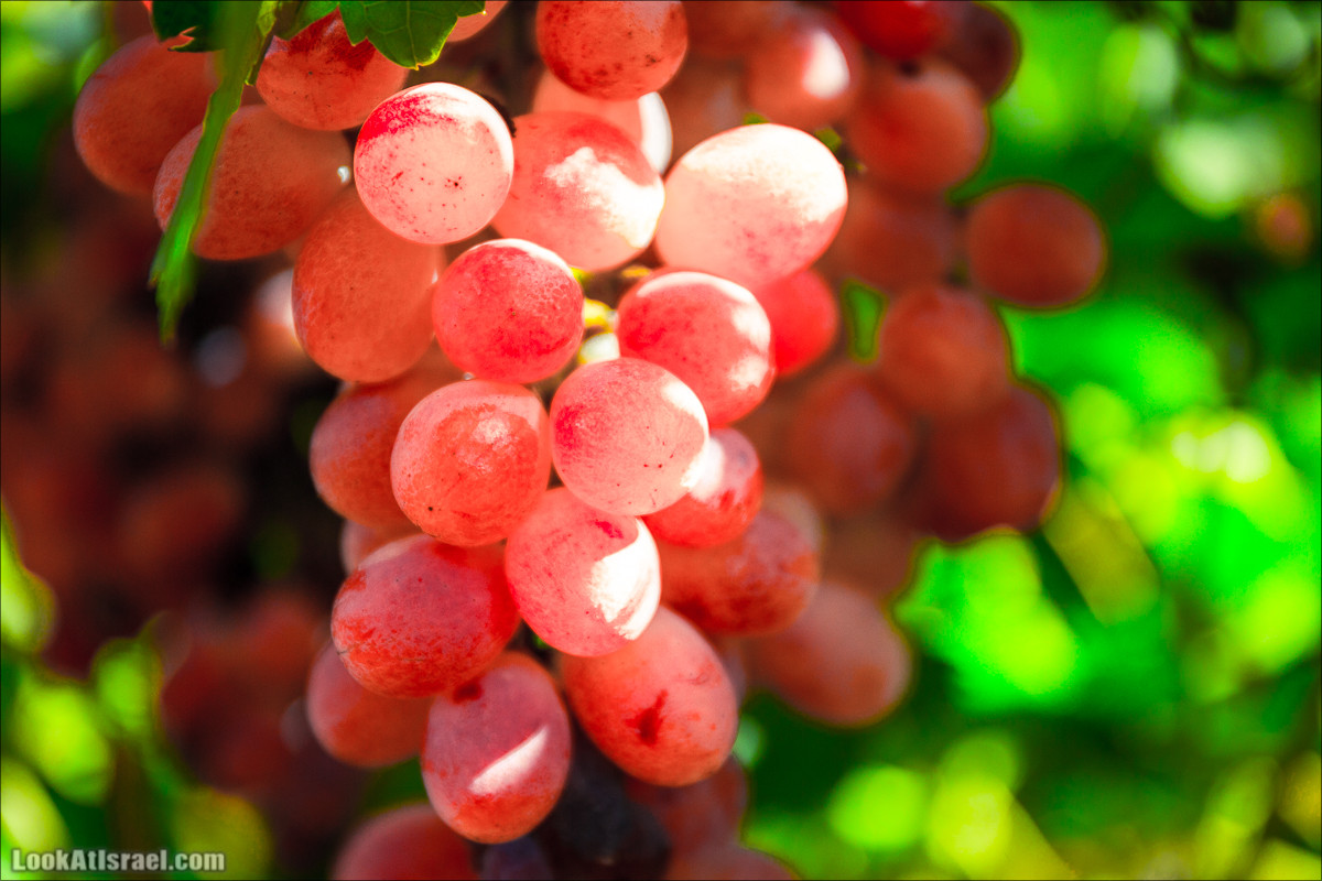 Самостоятельный сбор винограда в поселке Лахиш | LookAtIsrael.com - Фото путешествия по Израилю