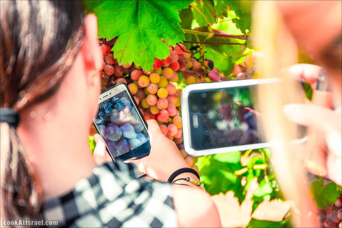 Самостоятельный сбор винограда в поселке Лахиш | LookAtIsrael.com - Фото путешествия по Израилю