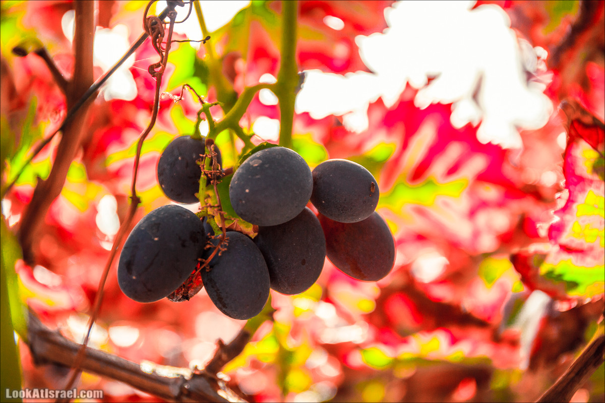 Самостоятельный сбор винограда в поселке Лахиш | LookAtIsrael.com - Фото путешествия по Израилю