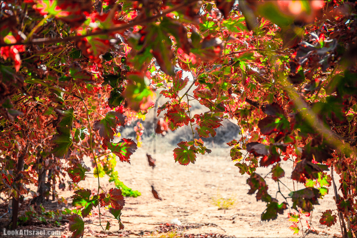 Самостоятельный сбор винограда в поселке Лахиш | LookAtIsrael.com - Фото путешествия по Израилю