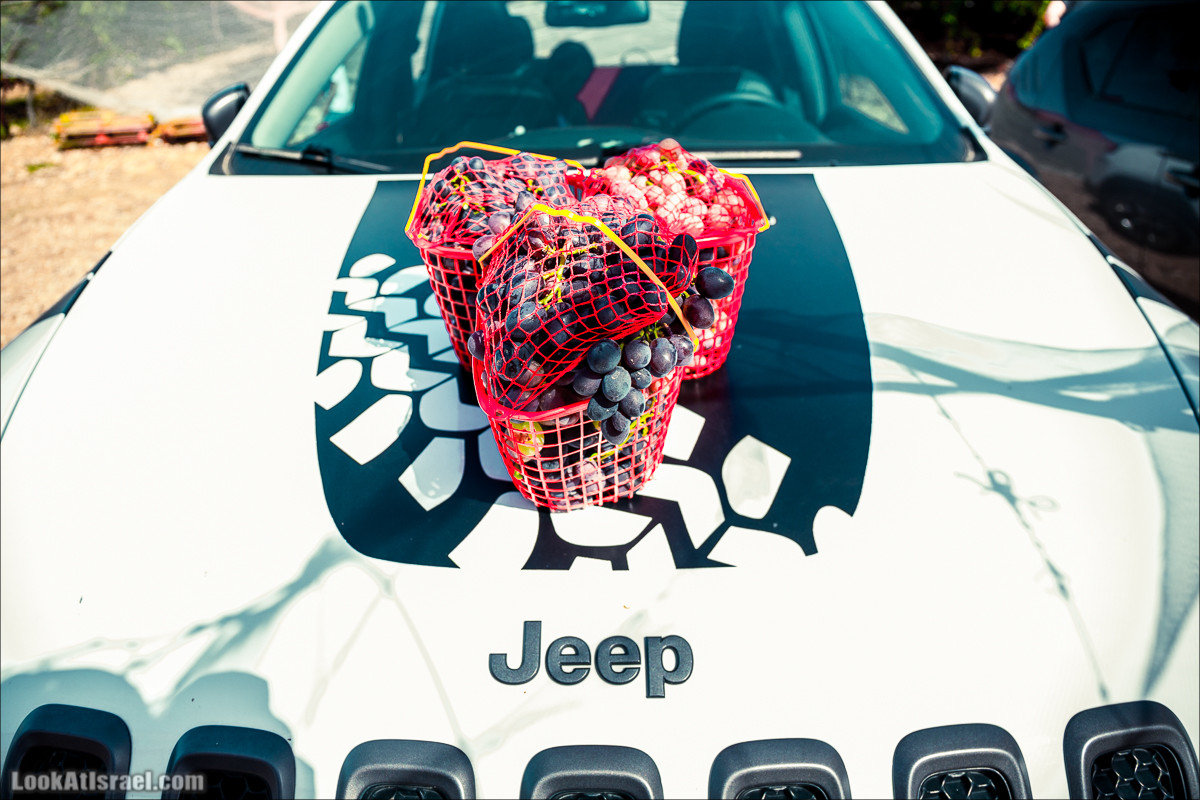 Самостоятельный сбор винограда в поселке Лахиш | LookAtIsrael.com - Фото путешествия по Израилю