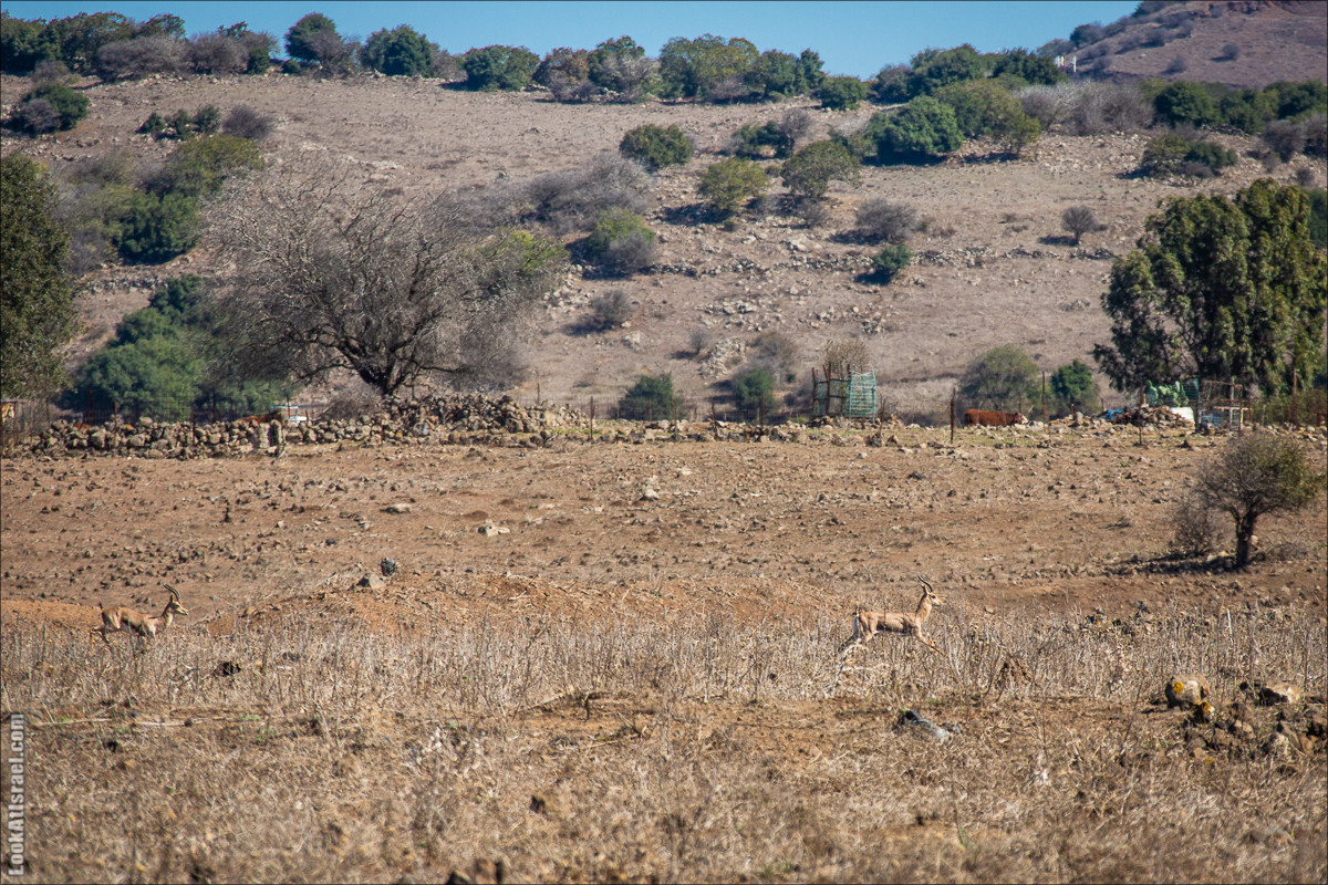 Голанские высоты | Golan heights | LookAtIsrael.com - Фото путешествия по Израилю