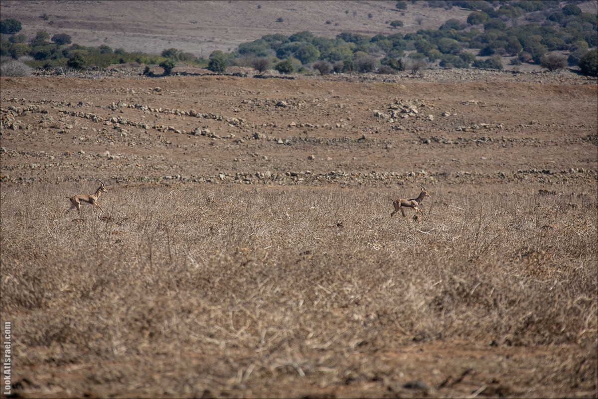 Голанские высоты | Golan heights | LookAtIsrael.com - Фото путешествия по Израилю