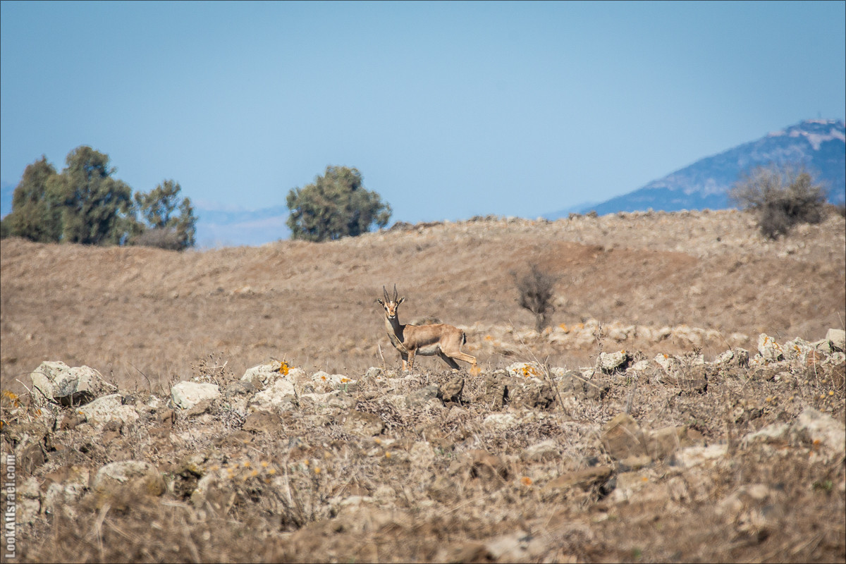 Голанские высоты | Golan heights | LookAtIsrael.com - Фото путешествия по Израилю