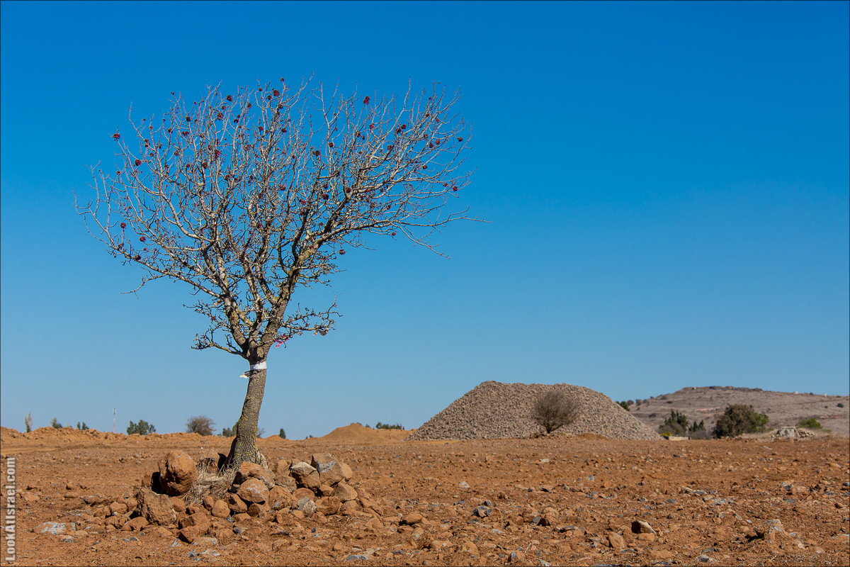 Голанские высоты | Golan heights | LookAtIsrael.com - Фото путешествия по Израилю