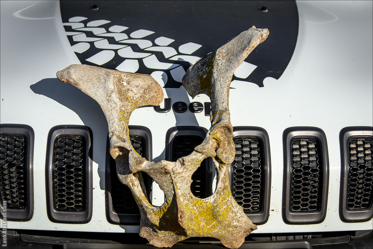 Голанские высоты | Golan heights | LookAtIsrael.com - Фото путешествия по Израилю