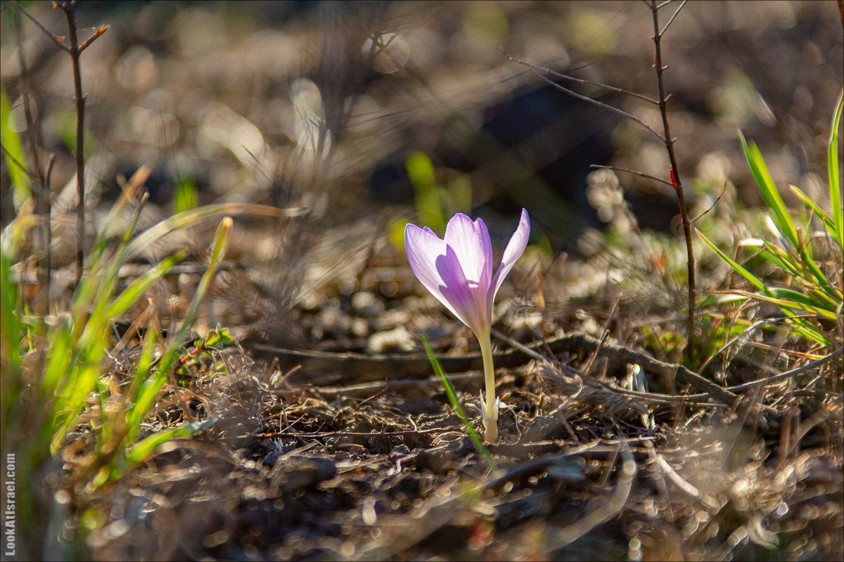 Голанские высоты | Golan heights | LookAtIsrael.com - Фото путешествия по Израилю