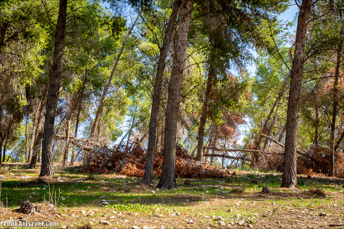 Пещеры и поля округа Лахиш | LookAtIsrael.com - Фото путешествия по Израилю